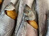 数の子がびっしり！「【ホウムラ食品:数の子鰊丸干し】2回目の仕込みバック完成です」