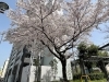 福島一二三、【御車返しの桜】、希少な画集画、新品高級額 額装付 中島千波 御車返しの桜 | 絵画など美術品の販売と買取 | 東京