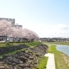 ふるさと川公園｜可児市の桜スポット