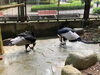 一心不乱に食べます「豪快な食べっぷり」