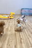 あれ？ボク浮いたっ。ひっ😳byまる「ましゅまろ幼稚園🐾」