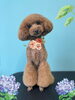 「Dog salon mofu mofu　余市町」