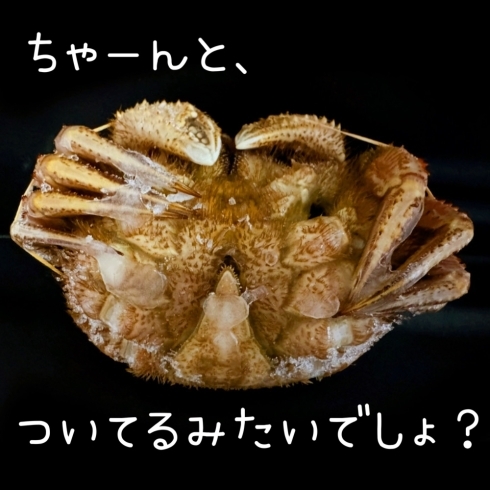 外れた足は付いてるように添えます「訳あり冷凍毛がにのご案内🎵」