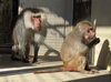 ボンズとイブナ「ほのぼのカップル」