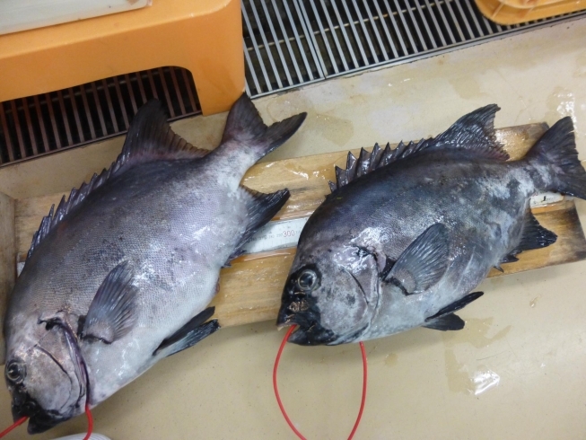 南郷沖水島から石鯛　４７～４８センチ　２枚「先週までの釣り情報です！【宮崎市】【日南市】【釣り】【釣り情報】」
