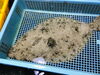 「魚魚市場鮮魚コーナーおすすめは「赤マテ貝・アジ」です♪」