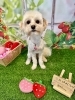 マルプー　カット「🐶トイプードル、マルプー、トリミングのお友達🍓」