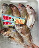 「西海物産館・魚魚市場鮮魚コーナーおすすめは「エゾバフンウニ」です♪」