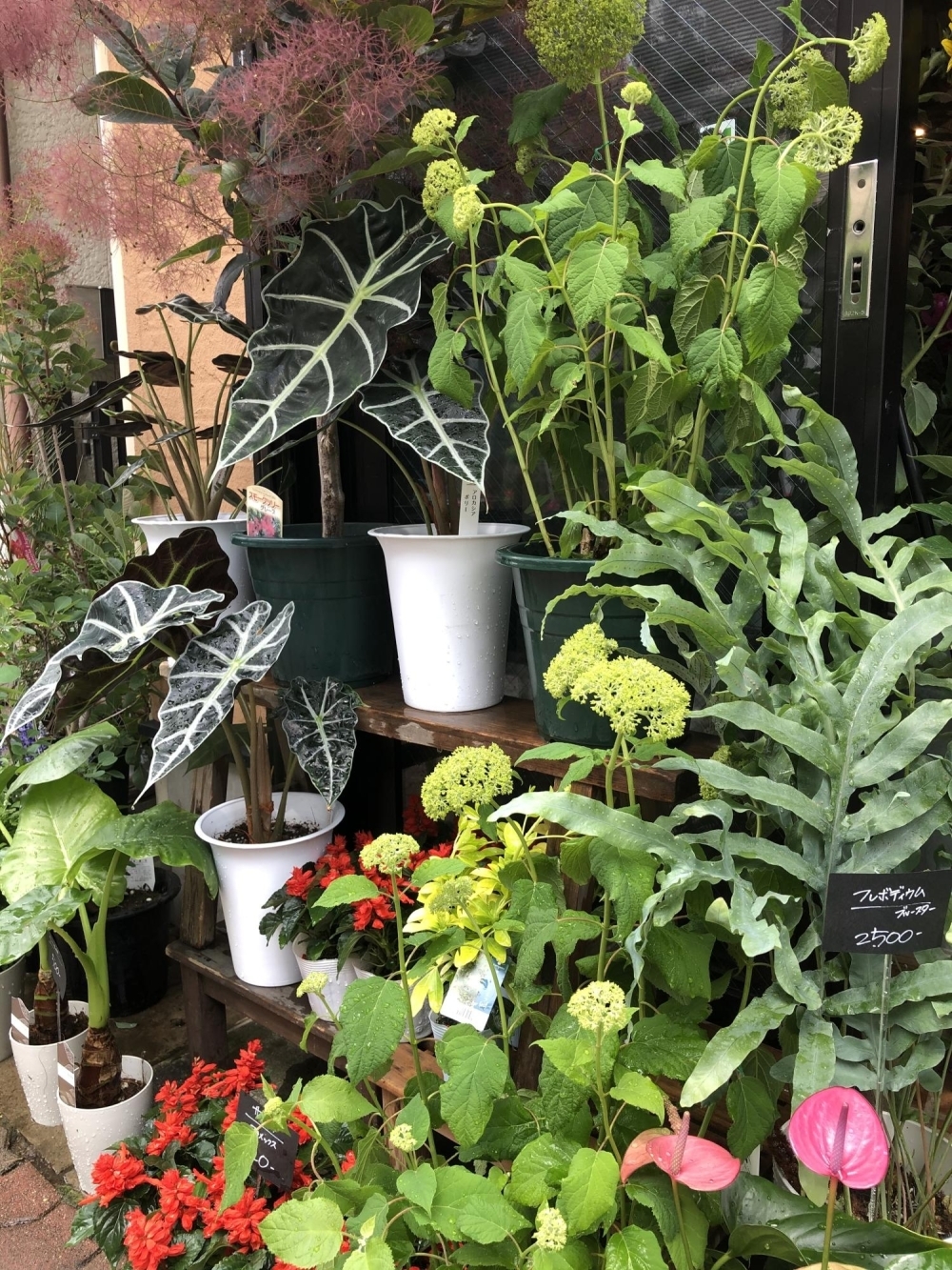 スモークツリー再入荷 本八幡のお花屋さん フラワーギフトが人気 スモークツリー再入荷 本八幡のお花屋さん フラワーギフトが人気