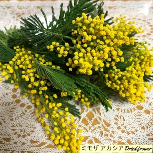 春の花 ミモザを使って アトリエ Blue Roseのニュース まいぷれ 八戸