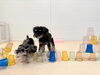 ひやっ。倒れたっ　byこはく　　え。何がぁ？　byこのは「ましゅまろ幼稚園🐾」