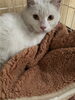 「里親募集情報♪保護された子猫の新しいおうちを探しています！」