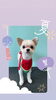 「Dog salon mofu mofu　余市町」