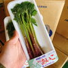「『山菜の女王様』が入荷しましたよー。 福島県産　「あいこ」　です。」