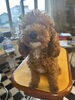 ご来店の時はモジャモジャ君🐩🐩🐩「春風🌸スタイル🐩🐩🐩」