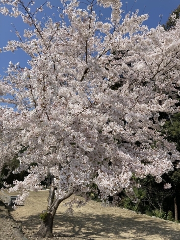 園内にあるソメイヨシノ「八重桜」