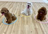 上手にリング内に座れました「ましゅまろ幼稚園🐾」