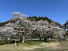 墓ノ木 ( 入善町 )「🌸🍃 お花見 🍃🌸」