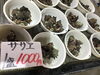 「魚魚市場鮮魚コーナーおすすめは「地タコ」です♪」