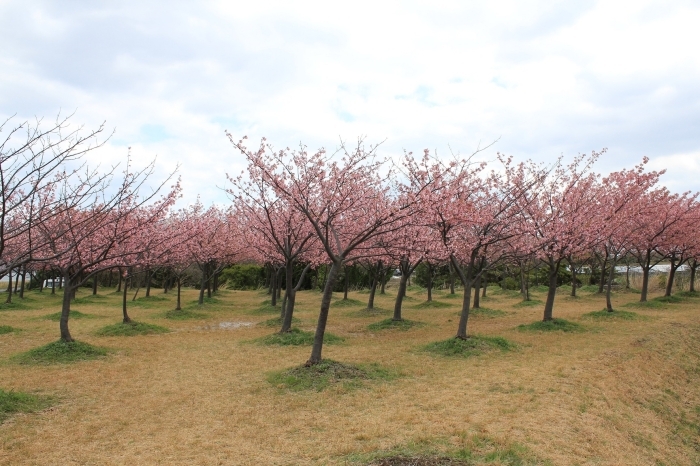 【八束千本桜緑地（記念碑付近）】