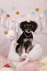 「Anniversary photo　(^O^)／」
