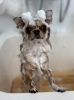 ましゅまろはちみつ泡パック「泡パックでさっぱり！トリミング中のお写真ご紹介🐶🫧」