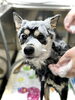 シャンプー中〜🫧「はじめまして」