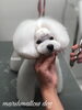 「秋のオプションキャンペーン　（＾ν＾）」