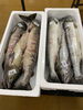 「ハラコ販売中でーす‼️鮮魚パックいろいろ販売中‼️〆鯖も販売致します🐳」