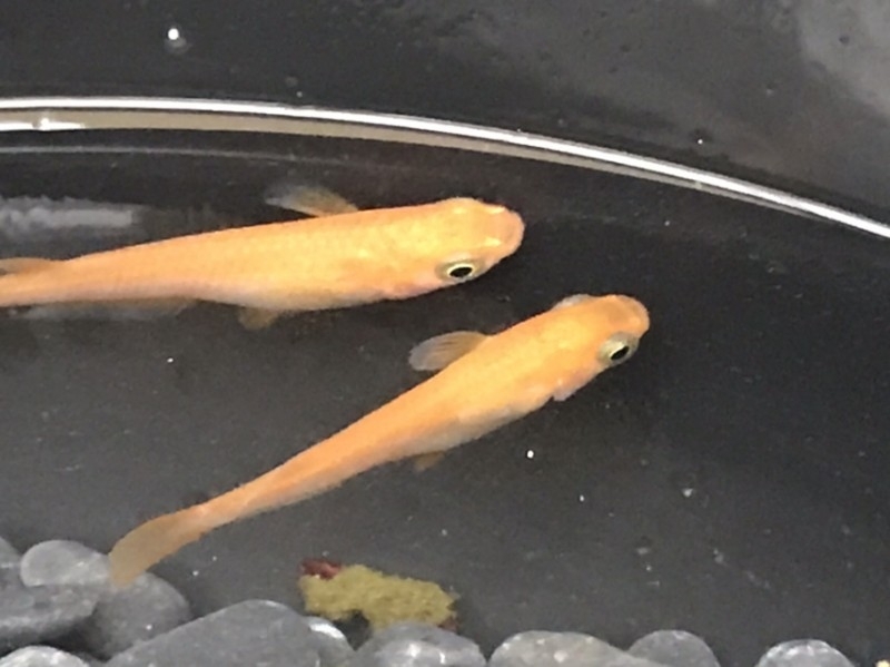 茂木一久 らんちゅう メダカ ふるさと納税で日本を元気に 鉾田市 まいぷれ 鉾田市 茂木一久 らんちゅう メダカ ふるさと納税で日本を元気に 鉾田市 まいぷれ 鉾田市