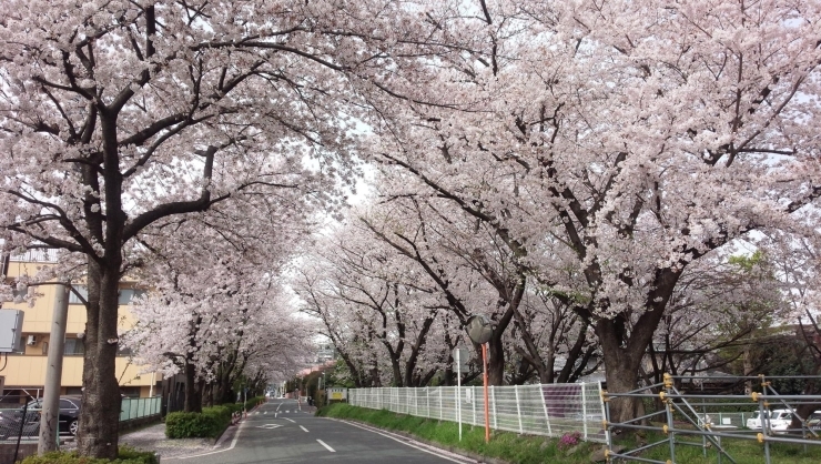 かすみ堤 高津区 お花見するならここ 川崎市の 桜 特集 21年 まいぷれ 川崎市