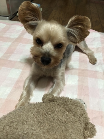 グレムリン うちの子かわいい ペット自慢写真館 まいぷれ 大阪市福島区