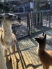 ハクを見つめるライミ「ラマのライミ」
