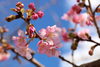 「春の訪れ★なぎさ公園　河津桜開花情報★今月末くらいが見ごろかな～(^_-)-☆」