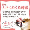 唇を大きくめくってみよう！「犬の歯磨きの第一歩！」