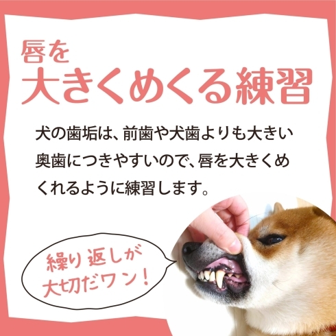 唇を大きくめくってみよう！「犬の歯磨きの第一歩！」