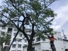仲間の力を借りて作業しました!「川西市で桜の剪定をしました!」