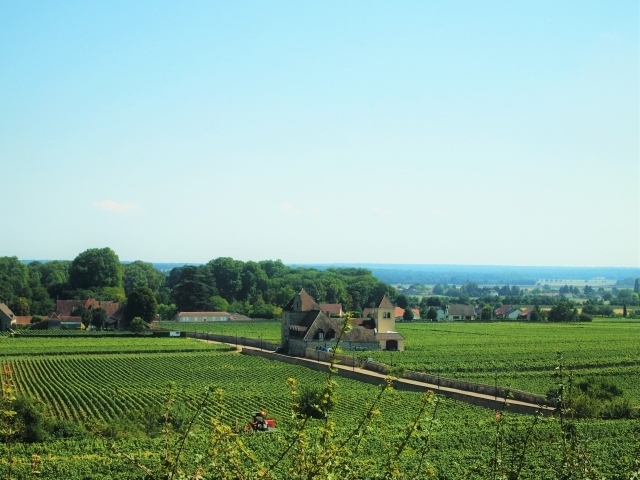 フランス　ブルゴーニュ地方のワイン畑「待ちきれない！ボジョレー・ヌーボー！」