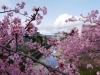 早咲きの河津桜の新名所 淀水路の桜 お花見するならここ 京都市伏見区の桜特集 まいぷれ 京都市伏見区