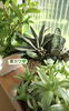 多肉植物は大人気！「植物のお世話も楽しい！」