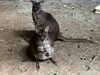 りつの袋から脚を出す雪「アカカンガルーの赤ちゃんとパルマワラビーの赤ちゃんが顔を出しました！」