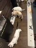 ご飯待ち「2回目のご利用 【札幌 北区 シッター 猫 catbeard キャットビヤード⠀】」