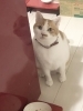 ご飯マダですか？…は 余裕の じゅん君「猫ちゃん＋犬ちゃん大家族もおまかせ！条件付きでワンちゃんのお世話も承ります」