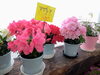 「春の花、続々入荷中！南魚沼でお花ならフローリストたかの。」
