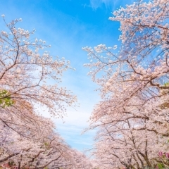 春の宮崎　花見・桜スポット・桜開花情報2021（県西・県南エリア）