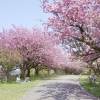 二上山公園（城山園地）　[高岡 桜・お花見特集]