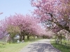 二上山公園 城山園地 高岡 桜 お花見特集 高岡 桜 お花見特集 まいぷれ 高岡市