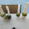 「緑の中に隠れた色を発見！植物博士の大冒険🌿」