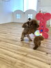 すごい顔してますが　笑　楽しんでます　♡「ましゅまろ幼稚園　^ - ^」