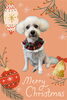 「Dog salon mofu mofu　余市町」